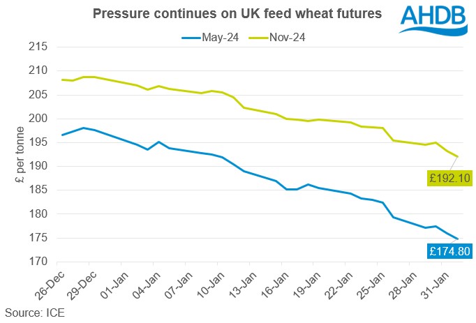 Chart showing the decline in UK feed wheat futures for May-24 and Nov-24 delivery in 2024